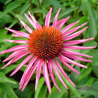 6 x Rudbeckia pourpre 'Pica Bella' - Echinacea purpurea 'Pica Bella'  - godet 9cm x 9cm