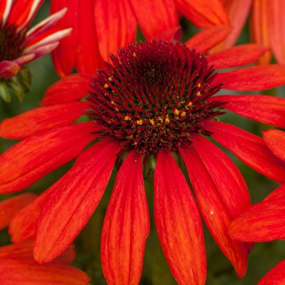 6 x Rudbeckia pourpre 'Red Pearl' - Echinacea purpurea 'Red Pearl ...