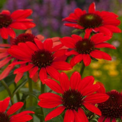 6 x Rudbeckia pourpre 'Red Pearl' - Echinacea purpurea 'Red Pearl ...