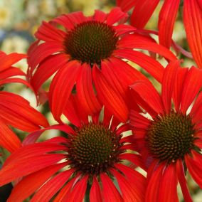 6 x Rudbeckia pourpre 'Tomato Soup' - Echinacea purpurea 'Tomato Soup'  - godet 9cm x 9cm