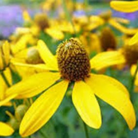 6 x Rudbeckie nitida 'Herbstsonne' - Rudbeckia nitida 'Herbstsonne'  - godet 9cm x 9cm