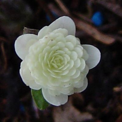 6 x Saponaire officinale 'Alba Plena' - Saponaria officinalis 'Alba Plena'  - godet 9cm x 9cm