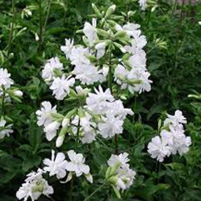 6 x Saponaire officinale 'Alba Plena' - Saponaria officinalis 'Alba Plena'  - godet 9cm x 9cm
