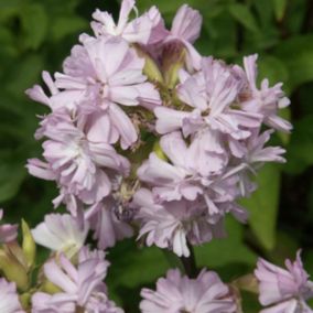 6 x Saponaire officinale 'Rosea Plena' - Saponaria officinalis 'Rosea Plena'  - godet 9cm x 9cm