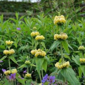 6 x Sauge de Jérusalem de Russel - Phlomis russeliana  - godet 9cm x 9cm