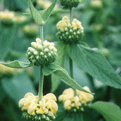 6 x Sauge de Jérusalem de Russel - Phlomis russeliana  - godet 9cm x 9cm