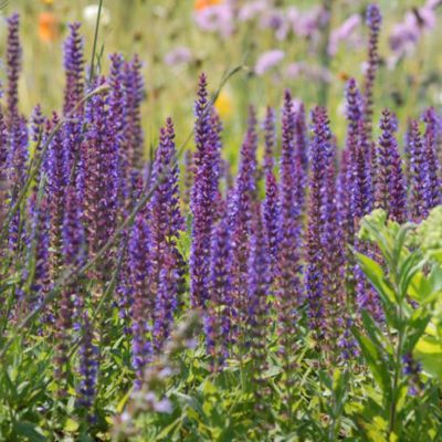 6 x Sauge nemorosa 'Ostfriesland' - Salvia nemorosa 'Ostfriesland ...
