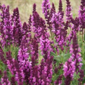 6 x Sauge nemorosa 'Rose Queen' - Salvia nemorosa 'Rose Queen'  - godet 9cm x 9cm