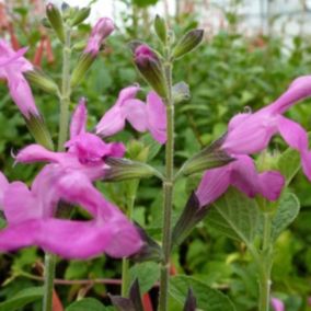 6 x Sauge à petites feuilles - Salvia microphylla 'Pink Beauty'  - godet 9cm x 9cm