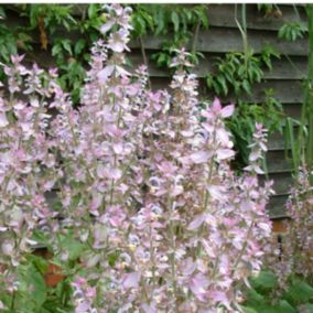 6 x Sauge - Salvia sclarea turkestanica  - godet 9cm x 9cm