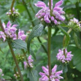 6 x Sauge tubéreuse de Jérusalem - Phlomis tuberosa  - godet 9cm x 9cm