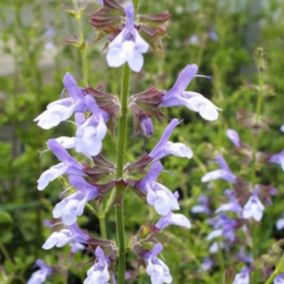 6 x Sauge uliginosa 'African Skies' - Salvia uliginosa 'African Skies'  - godet 9cm x 9cm