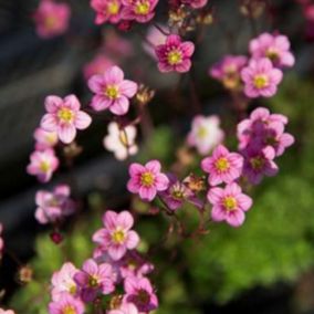 6 x Saxifrage d'Arends 'Blütenteppich - Saxifraga 'Blutenteppich'  - godet 9cm x 9cm