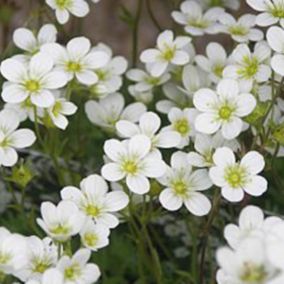 6 x Saxifrage d'Arends 'Schneeteppich' - Saxifraga 'Schneeteppich'  - godet 9cm x 9cm