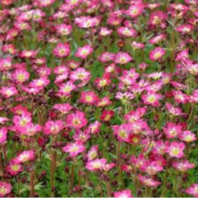 6 x Saxifrage 'Pixie' - Saxifraga 'Pixie'  - godet 9cm x 9cm