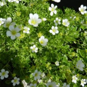 6 x Saxifrage 'White Pixie' - Saxifraga 'White Pixie'  - godet 9cm x 9cm