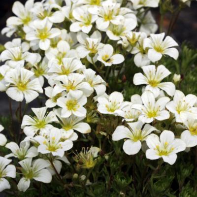 6 x Saxifrage 'White Pixie' - Saxifraga 'White Pixie'  - godet 9cm x 9cm