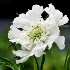 6 x Scabieuse caucasienne - Scabiosa caucasica 'Alba'  - godet 9cm x 9cm