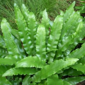 6 x Scolopendre langue de bœuf - Asplenium scolopendrium  - godet 9cm x 9cm