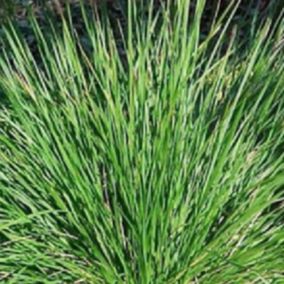 6 x Sesleria bleu - Sesleria Caerulea  - godet 9cm x 9cm