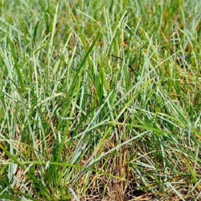 6 x Sesleria bleu - Sesleria Caerulea  - godet 9cm x 9cm