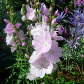 6 x Sidalcea 'Little Princess' - Sidalcea 'Little Princess'  - godet 9cm x 9cm