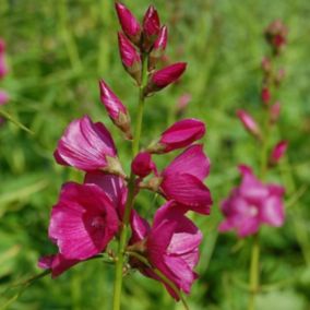 6 x Sidalcea oregana 'Brilliant' - Sidalcea oregana 'Brilliant'  - godet 9cm x 9cm