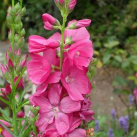 6 x Sidalcea 'Rosy Gem' - Sidalcea 'Rosy Gem'  - godet 9cm x 9cm