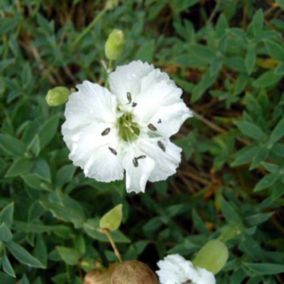 6 x Silène maritime 'Weisskehlchen - Silene Maritima 'Weisskehlchen'  - godet 9cm x 9cm