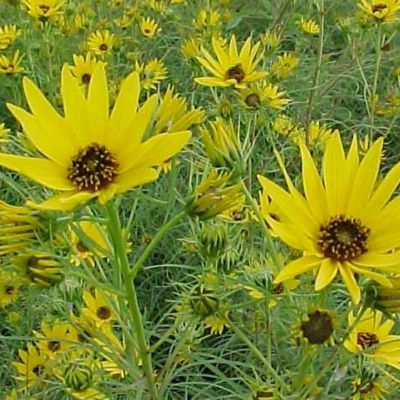6 x Soleil à feuilles de saule - Helianthus salicifolius  - godet 9cm x 9cm