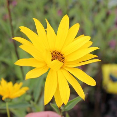 6 x Soleil vivace - Helianthus 'Atrorubens'  - godet 9cm x 9cm