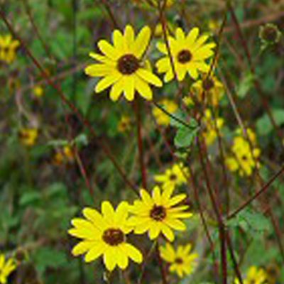 6 x Soleil vivace - Helianthus 'Atrorubens'  - godet 9cm x 9cm
