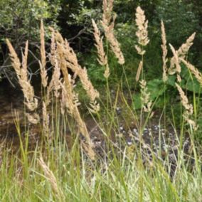 6 x Stipe calamagrostide - Calamagrostis arundinacea  - godet 9cm x 9cm