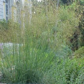 6 x Stipe géante - Stipa Gigantea  - godet 9cm x 9cm