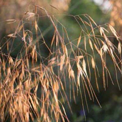 6 x Stipe géante - Stipa Gigantea  - godet 9cm x 9cm