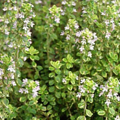 6 x Thym citron 'Aureus' - Thymus citriodorus 'Aureus'  - godet 9cm x 9cm