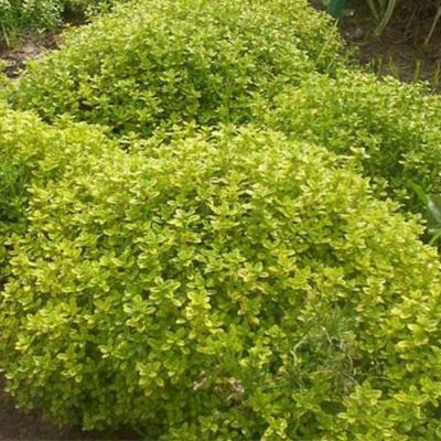 6 x Thym citron 'Aureus' - Thymus citriodorus 'Aureus'  - godet 9cm x 9cm