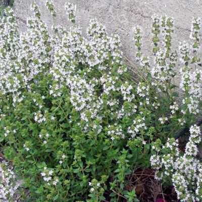 6 x Thym commun 'Compactus' - Thymus vulgaris 'Compactus'  - godet 9cm x 9cm