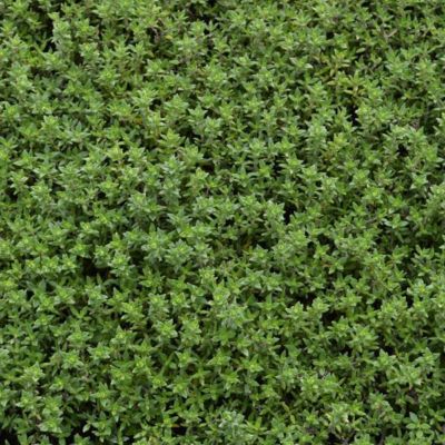 6 x Thym commun 'Compactus' - Thymus vulgaris 'Compactus'  - godet 9cm x 9cm