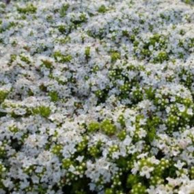 6 x Thym précoce 'Albiflorus' - Thymus praecox 'Albiflorus'  - godet 9cm x 9cm