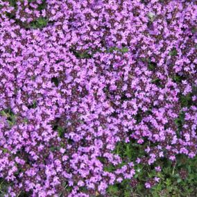 6 x Thym précoce 'Coccineus' - Thymus praecox 'Coccineus'  - godet 9cm x 9cm