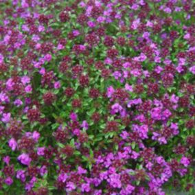 6 x Thym précoce 'Creeping Red' - Thymus praecox 'Creeping Red'  - godet 9cm x 9cm