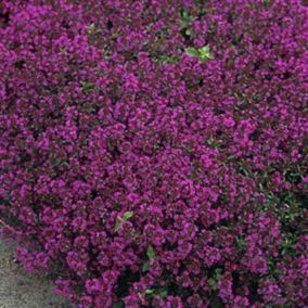 6 x Thym précoce 'Purple Beauty' - Thymus praecox 'Purple Beauty'  - godet 9cm x 9cm