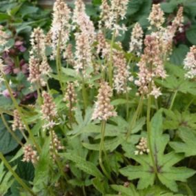 6 x Tiarelle 'Skeleton Key' - Tiarella 'Skeleton Key'  - godet 9cm x 9cm