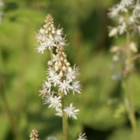 6 x Tiarelle wherryi - Tiarella wherryi  - godet 9cm x 9cm