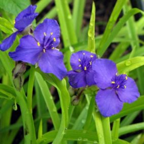 6 x Tradescantia andersoniana - Tradescantia 'Sweet Kate'  - godet 9cm x 9cm