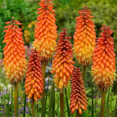 6 x Tritoma 'Alcazar' - Kniphofia 'Alcazar'  - godet 9cm x 9cm