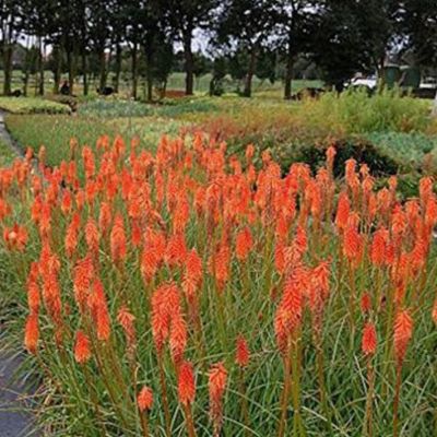 6 x Tritoma 'Alcazar' - Kniphofia 'Alcazar'  - godet 9cm x 9cm