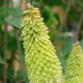 6 x Tritoma 'Green Jade' - Kniphofia 'Green Jade'  - godet 9cm x 9cm