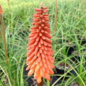 6 x Tritoma 'Nancy's Red' - Kniphofia 'Nancy's Red'  - godet 9cm x 9cm